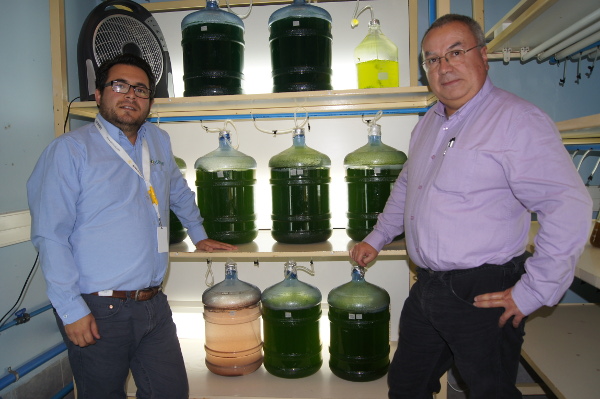 Académicos UdeC utilizan algas para filtrar y extraer metales pesados del agua